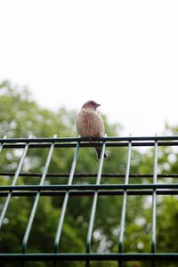 Low angle view of bird perching on metal fence