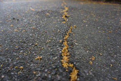 Close-up of flower petals on road