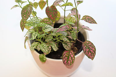 High angle view of potted plant on table