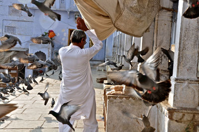 Pigeons on railing