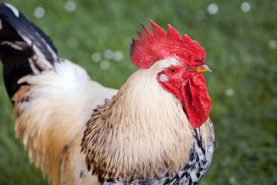 Close-up of a bird