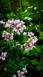 Close-up of pink flowers