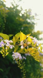 Yellow flowers growing on tree