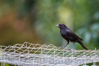 Close-up of bird perching outdoors