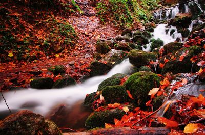 View of waterfall in forest