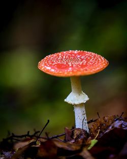 Close-up of fly agaric mushroom on field