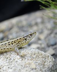 Close-up of lizard on rock