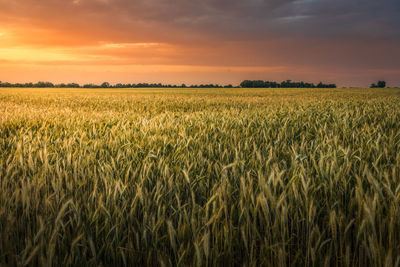 Scenic view of wheat field against sky during sunset
