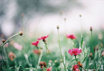 Close-up of flowering plants on field