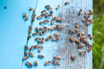 Close-up of bee on wood