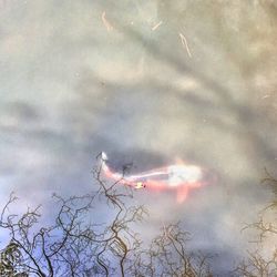 High angle view of fish swimming in lake