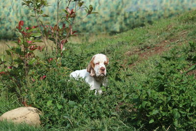 Portrait of dog by small plants