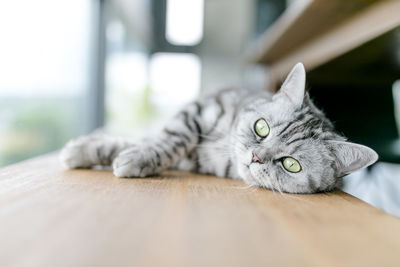 Portrait of british shorthair cat relaxing on chair