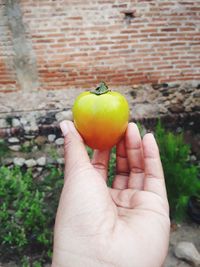Cropped image of person holding apple