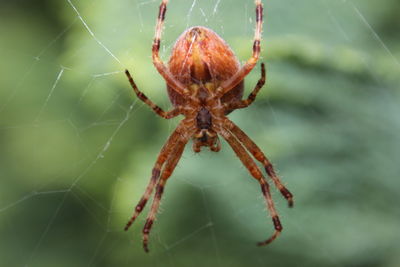 Close-up of spider on web