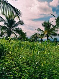 Palm trees on field against sky