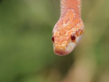 Corn snake amel