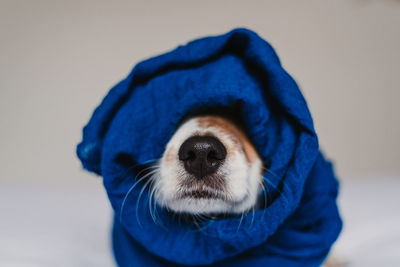 Close-up of dog wearing headscarf