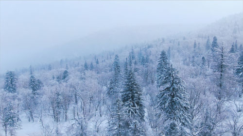 Pine trees in forest during winter