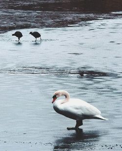 Bird flying over calm lake