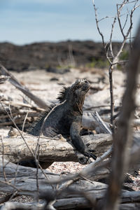 Single iguana sun bathing on a tree branch.