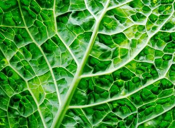 Texture of a green cabbage leaf just wet from the rain.