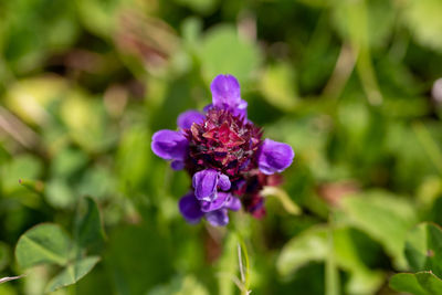 flowering plant