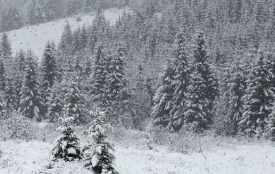 Aerial view of pine trees in forest during winter