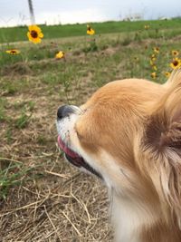 Close-up of dog on field