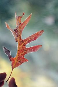 Close-up of orange maple leaves on plant