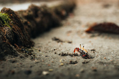 Close-up of crab