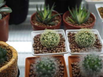 Close-up of succulent plants in market