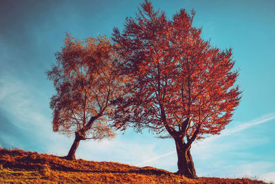 Two trees in autumn clothes