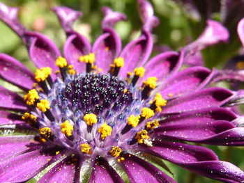 Close-up of purple flowers blooming outdoors