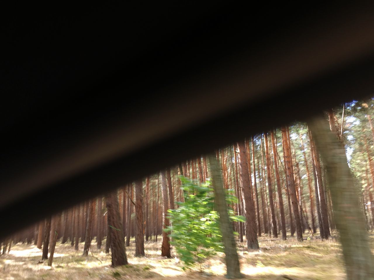 LOW ANGLE VIEW OF TREES IN THE FOREST