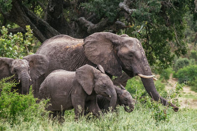 Elephants walking on grassy field in forest