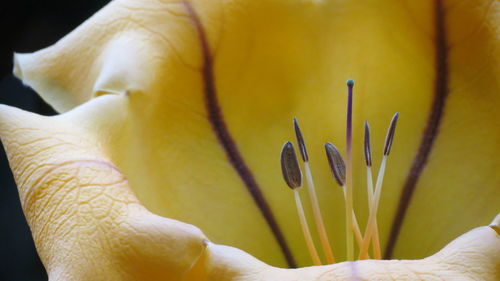 Close-up of yellow rose flower
