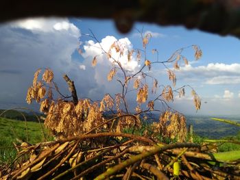 Close-up of plant on field against sky