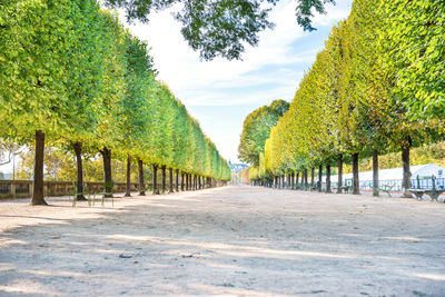 Road amidst trees against sky