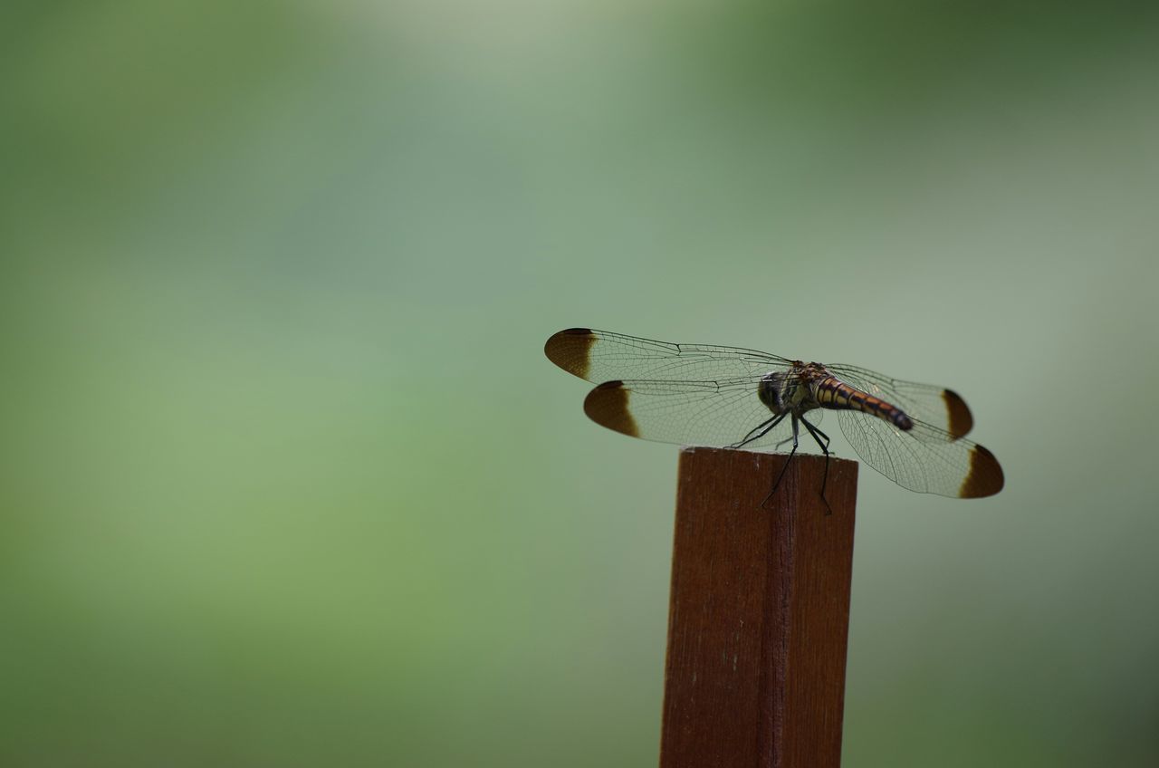 animals in the wild, animal themes, one animal, wildlife, insect, perching, focus on foreground, wood - material, low angle view, bird, copy space, outdoors, day, no people, close-up, nature, pole, selective focus, wooden, dragonfly