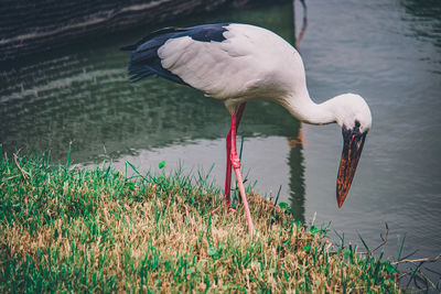 View of birds on lakeshore