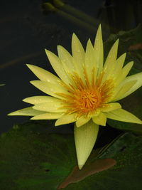 Close-up of water lily in pond