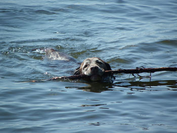 Turtle swimming in water