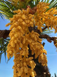 Low angle view of flowering plant hanging from tree