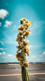 Close-up of flowering plant against sky