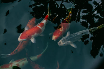 Fish swimming in sea