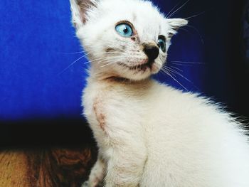 Close-up of kitten