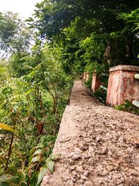 Trees growing outdoors