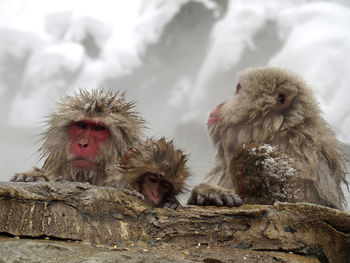 Monkeys in a snow