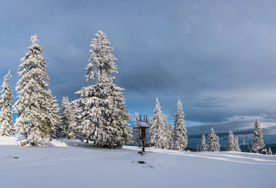 Pine trees on snow covered field against sky